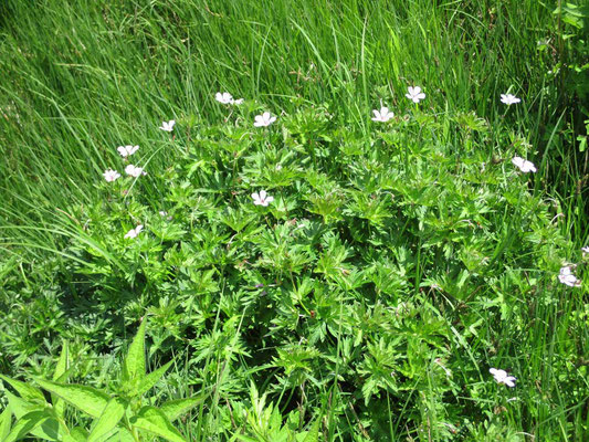 ヒュッテ前の草原はシカ対策のネットをめぐらせていました　ハクサンフウロも咲いています