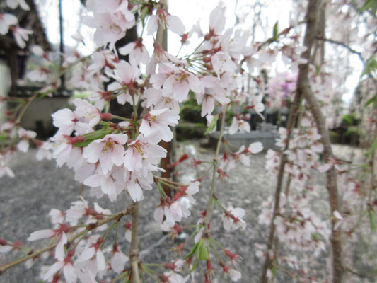 一日、桃・桜とたくさんの花を愛でることができ（美味しいものも頂き）大満足の花見でありました