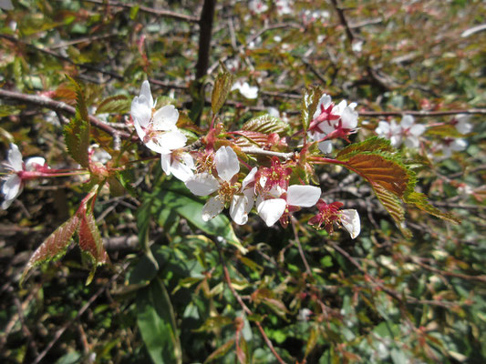 さすが東北の山　ミネザクラが咲いていた！