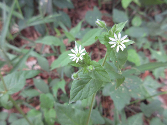 ハコベの仲間　ハコベって花がきれい