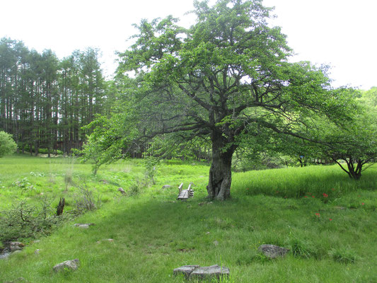 大きな木の脇の橋をわたるとヒュッテ