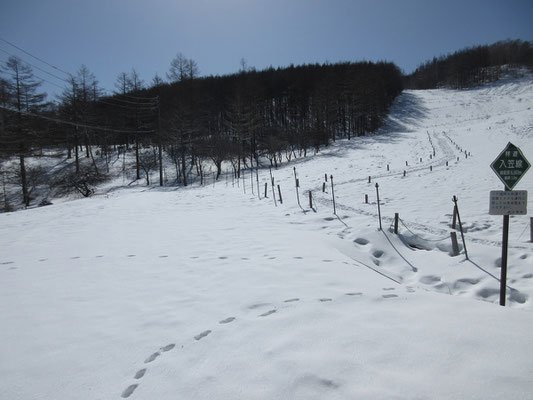 入笠湿原の上　お花畑との間にある林道を今日は進む　嬉しいことに誰も踏んでいないバージンスノウの真っ白な道