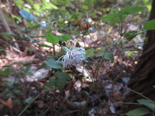 足元にはコウヤボウキの花が咲き、嬉しくなる　花びらの一枚一枚、クルリとカールしているのが又可愛い