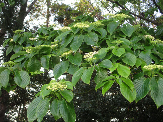 5月1日にはだんだんと白い花がほころびはじめて〜