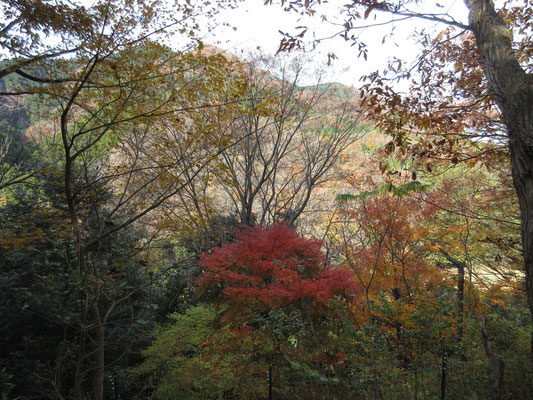 登山口から少し登ると、もう秋の山が美しい