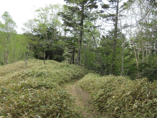 笹原の明るくて気持ちのよい山道となり〜