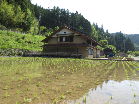 小さな水田には手植えされたばかり