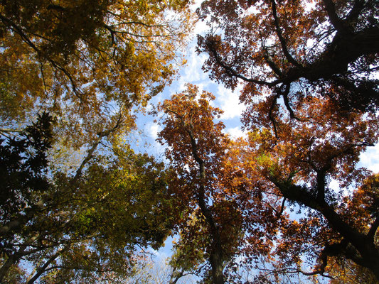 丹沢の紅黄葉は12月でも愉しめる