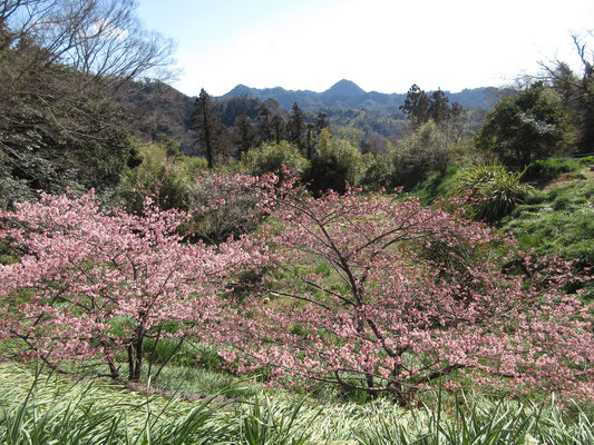 朝の駐車場近くまで戻ると、河津桜と三角おむすびの伊予ヶ岳が「おかえり」と迎えてくれた