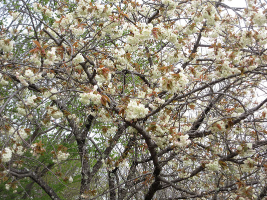 毎年、半原高取山山頂では八重桜を楽しめたが、今年はそれより早く散っていた御衣黄が満開だった