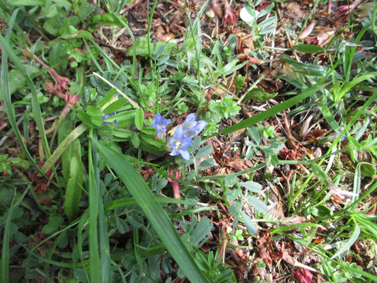 その草原には目を凝らすと、青いお星さまがたくさん！