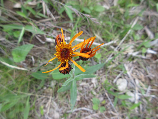 コウリンカの花が目についたが、他の花はあまりなかった