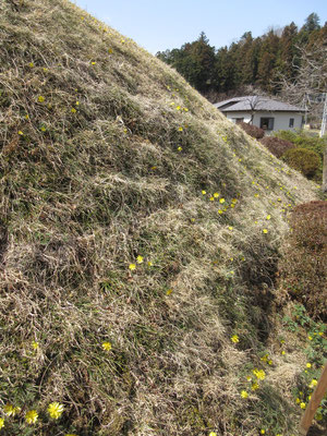 こんな風に斜面にたくさん咲いていた　手の届く所は幾つか掘られた痕も…　何ともやり切れないが、採っていく輩が居るそうだ