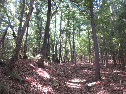 人々に利用されていた生活の山らしい、歩きやすい山道