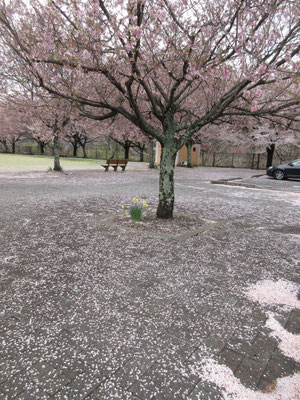 駅近くの公園ではすでに桜の絨毯