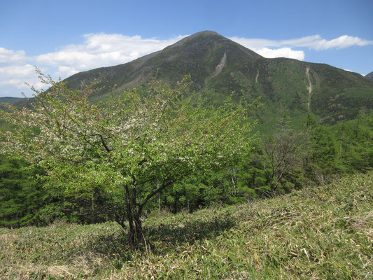 ズミの木を前景に、ドーンと蓼科山
