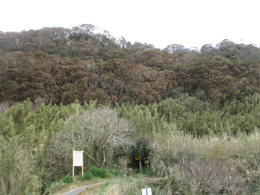 下山して振り返る　茶色くなったマテバシイの林、上部はマバラな枝の姿