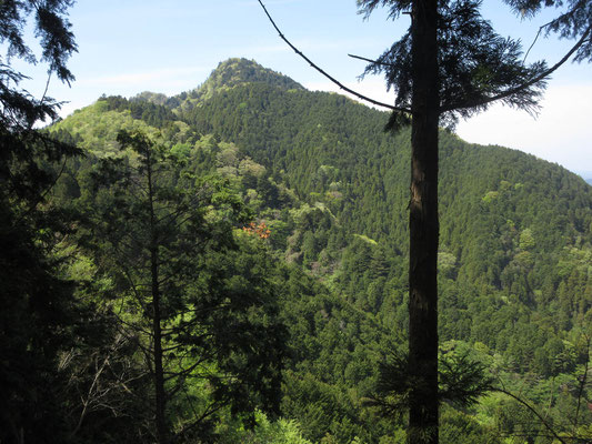 植林だらけの山だが随分と立派に見える