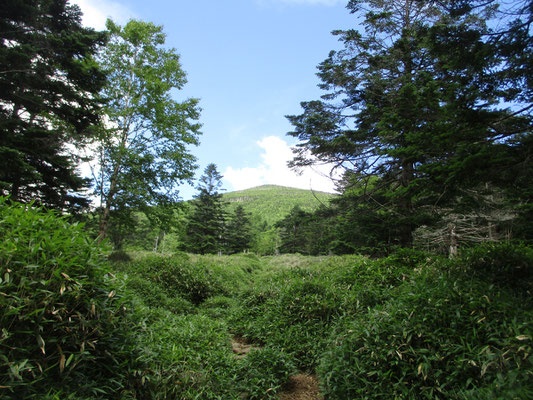 樹林の中を抜け、視界が開けた場所で振り返ると、先程居た縞枯山がきれいに見えた