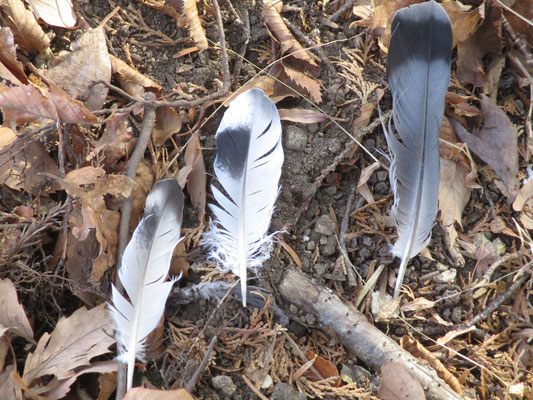 山頂付近で見つけた鳥の羽根（鳥に詳しいSさんにお伺いすると「ドバト」とのこと　右端が尾羽、左の２枚はおそらく次列風切羽とのこと　尾羽の先端が黒いのがドバトの特徴で、色合いが反対の尾羽の先が白っぽいのがキジバトだそうです）