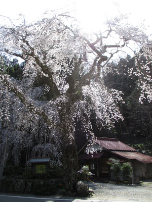 人のまったく居ない場所で見事な枝垂れ桜を堪能　記念撮影もしてもらった