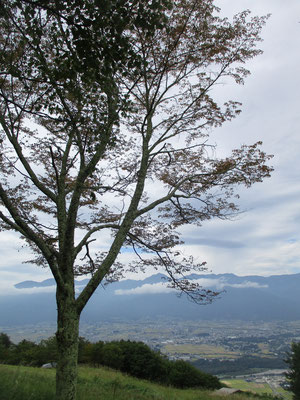 山頂に植えられた桜が少し色づいてきていた