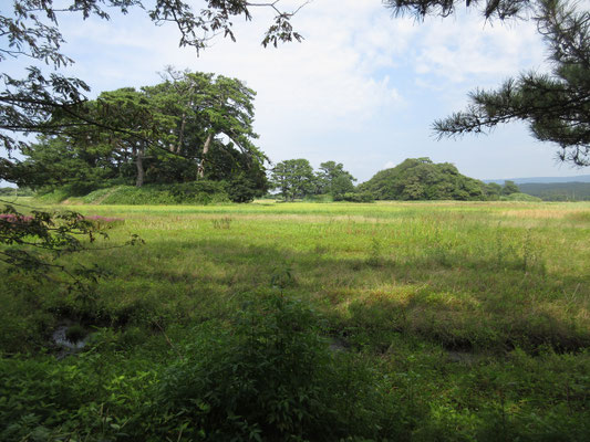 広大な庭園を持つお寺の際から見られる九十九島の様子　昔は一面の田んぼだったらしい　これらの松林がこんもりとした一つひとつの島に、すべて名前が付けられいる