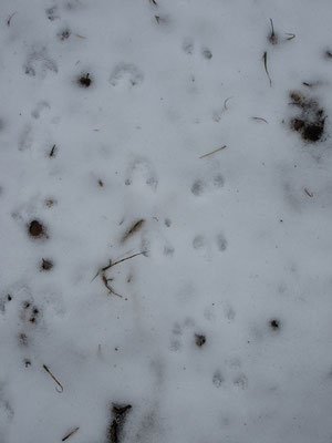 しかしすぐ脇の登山道の雪には、沢山の野生動物の足跡・・・