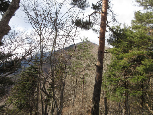 反対針葉樹の向こうには目指す御坂山がまだ遠い