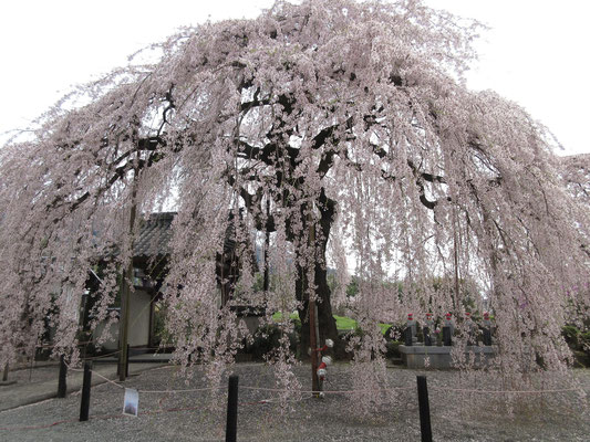 ぼんぼり桜　巨大な枝垂れ桜だった　この日はたまたまお寺にて琴の生演奏もあって、桜を愛でながら♪さくら〜さくら〜♪の音色にも包まれ、えらく贅沢な気分に…