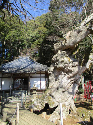 山頂から葛城山に向かう途中、三益寺に立寄りました　立派な楓の巨木がありました