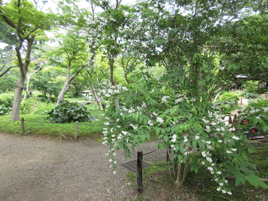 またウツギも見頃　こちらのウツギも原三溪さんお気に入りで園内にたくさん植えられている