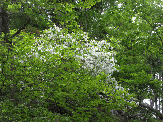 まもなく登り始めるとシロヤシオの花に出会う　一気に喜びモードとなる