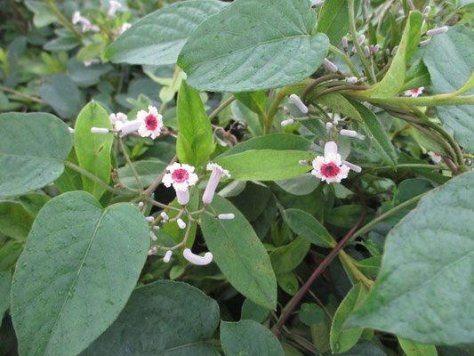 かわいそうな名前ですぐ覚えてしまう　ヘクソカズラ　でも花は色もきれいだし、かわいい