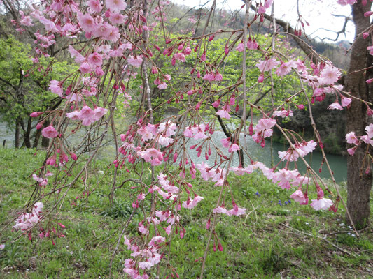 ここは枝垂れ桜がきれい　湖畔ダム近辺はものすごい人だったが、何故かここには人が居ない