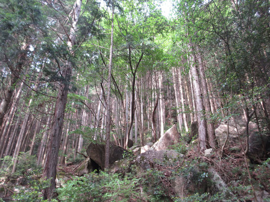 見上げれば、ここも植林のなかに岩ゴロゴロ