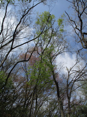 春の空にヤマザクラの咲き残りと新緑の枝