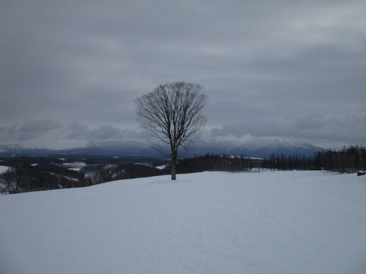 二日間で一番雲が上がったのがこの時　写真の木の下で粘って一枚描きましたが、山頂はとうとう見えずちょっと不発でした