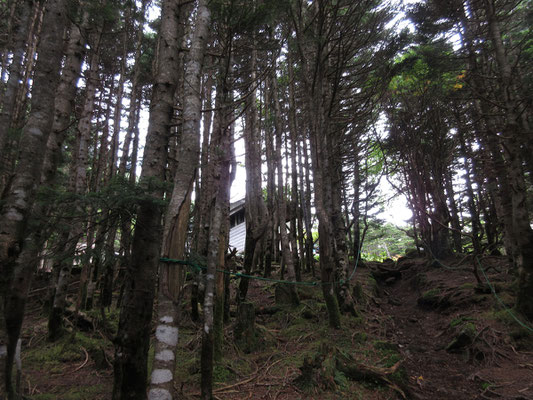 ようやく将軍平の小屋が見え隠れ