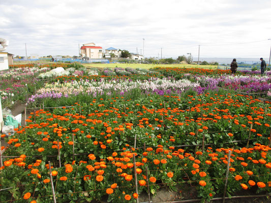 移動して外房の千倉の花畑へ　美しく咲いていた