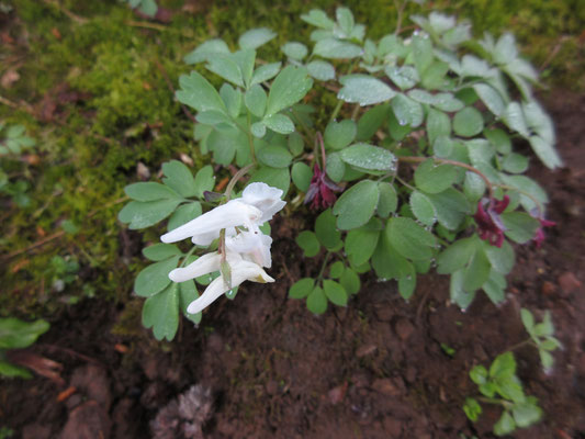 登山口手前の杉林の下にひろがる場所で見つけた花　なんだろう？