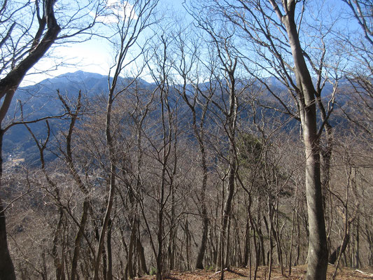 きれいに大山が見える　冬枯れのこの時期が一番いい