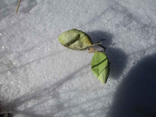 数日前に降った「美し森」の雪の上においてみました