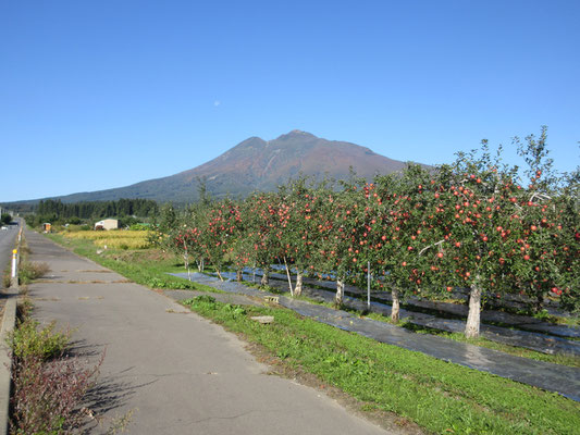 リンゴ農園と岩木山が見える場所　感動しながら撮影