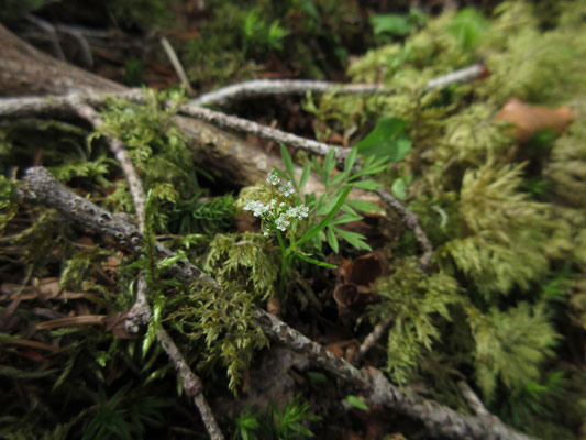 そうした場所は苔むしていて小さな花が可憐に咲いていて〜