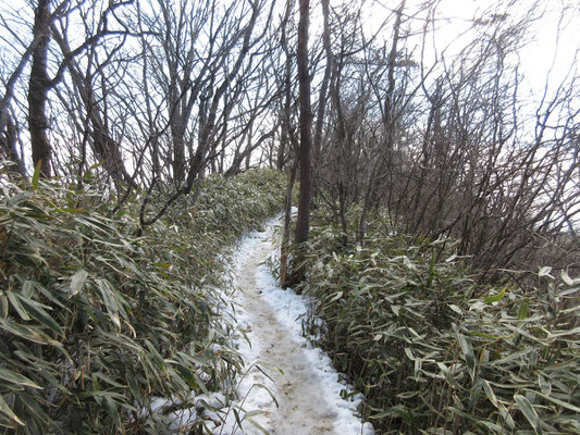 笹と灌木の懐かしい雰囲気の登山道を行く