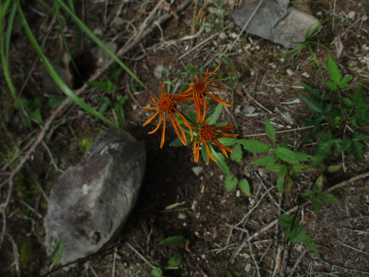 コウリンカ　地味目の花