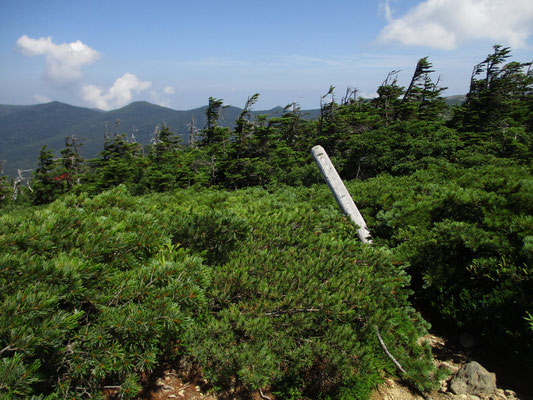 その山頂近くの樹林限界とハイマツ帯がくっきりと線を引いたように分かれているのが分かります