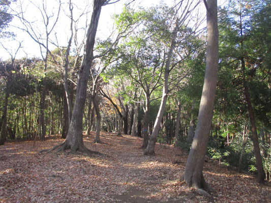 低山ハイキングでも気分は充分、山のなかに浸っている