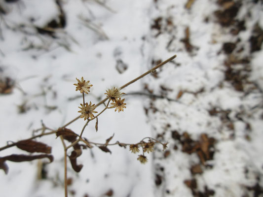 雪と自然の造形1